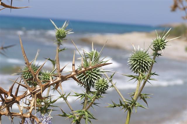 Natural Life in North Cyprus